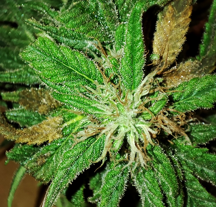 seedsman_30-1_bud1.jpg