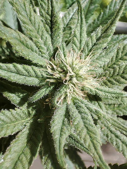 seedsman_30-1_bud2.jpg