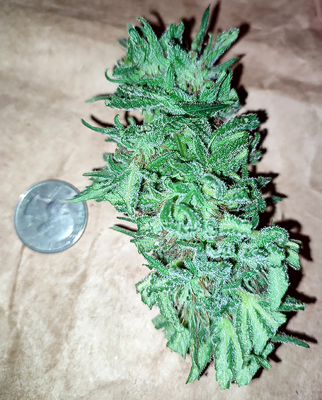 seedsman_30-1_bud3.jpg