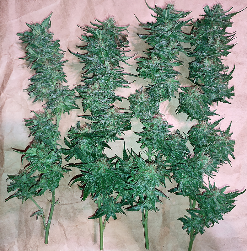 seedsman_30-1_top_colas.jpg