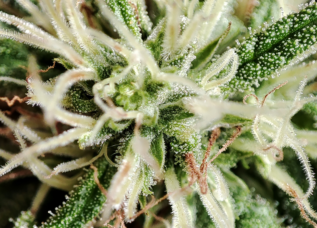 seedsman_30-1_trichomes.jpg