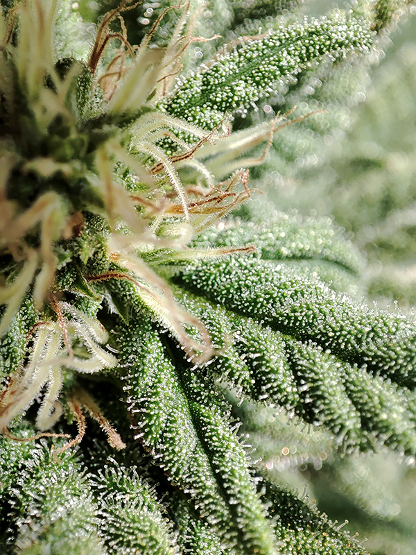 seedsman_30-1_trichomes1.jpg