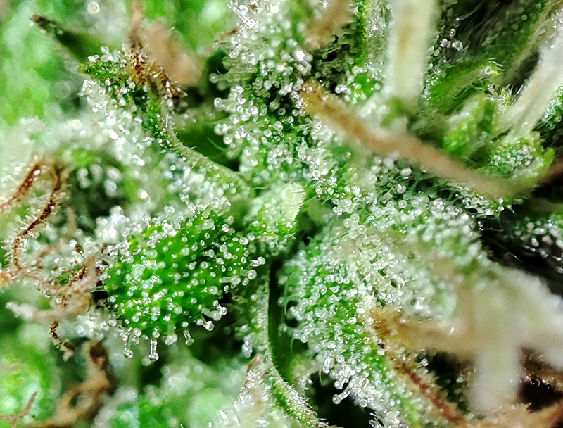 seedsman_30-1_trichomes1.jpg