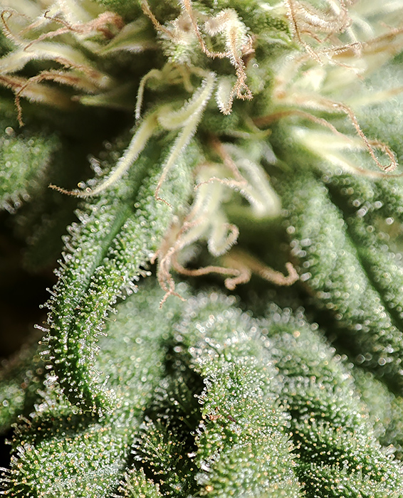 seedsman_30-1_trichomes2.jpg