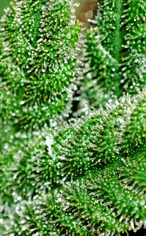 seedsman_30-1_trichomes2.jpg