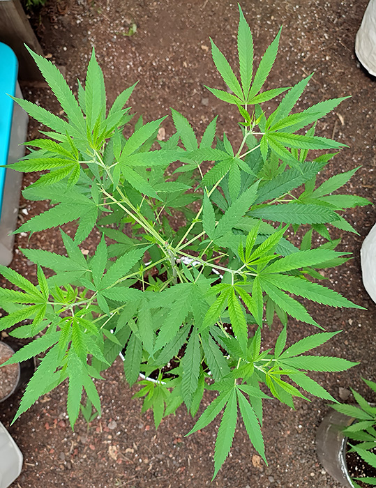 seedsman_30to1_CBD2.jpg