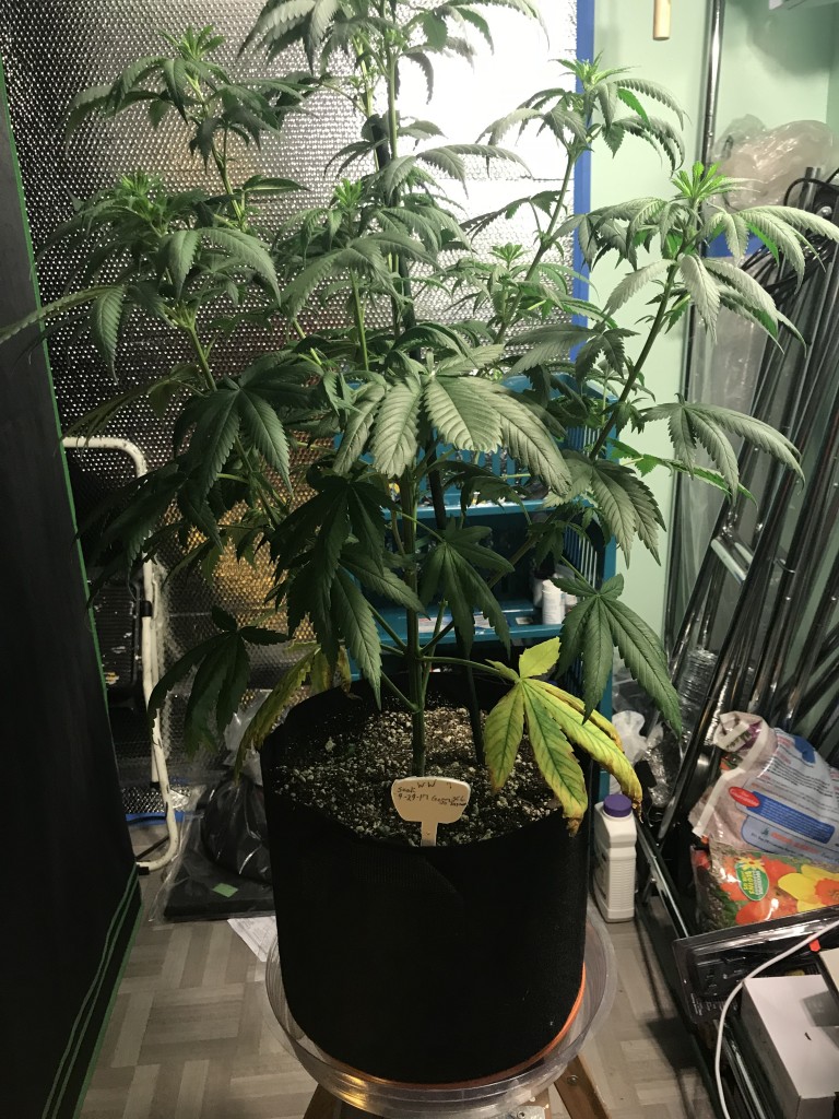 Selfies and light pruning one week into flower