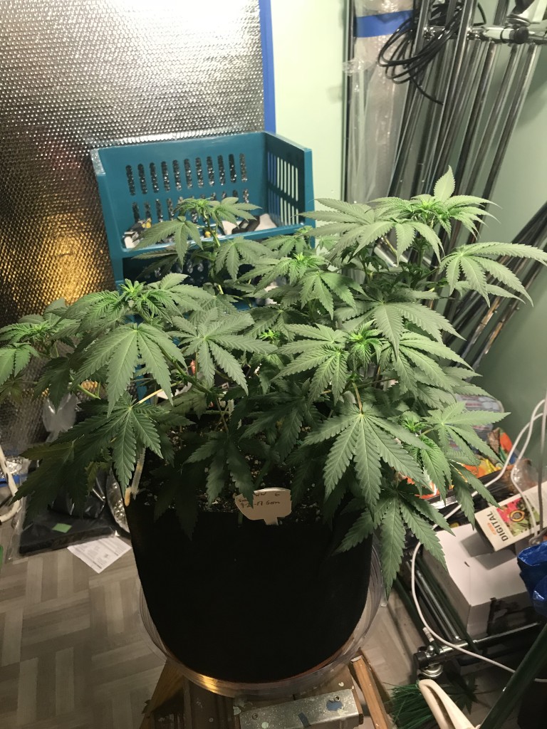 Selfies and light pruning one week into flower