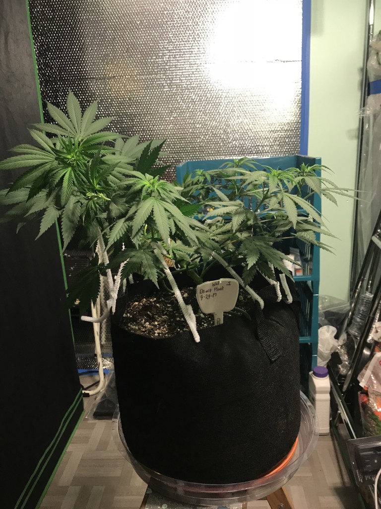 Selfies and light pruning one week into flower