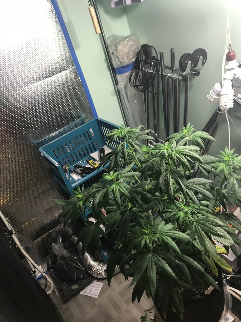 Selfies and light pruning one week into flower