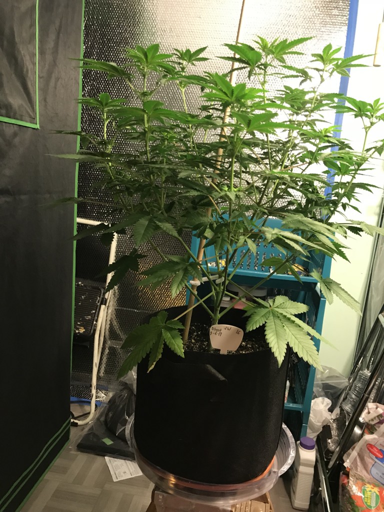 Selfies and lower pruning 8 days into Flower