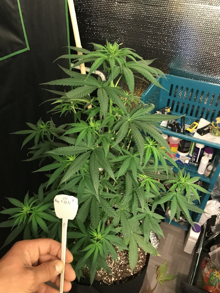 Selfies and lower pruning 8 days into Flower