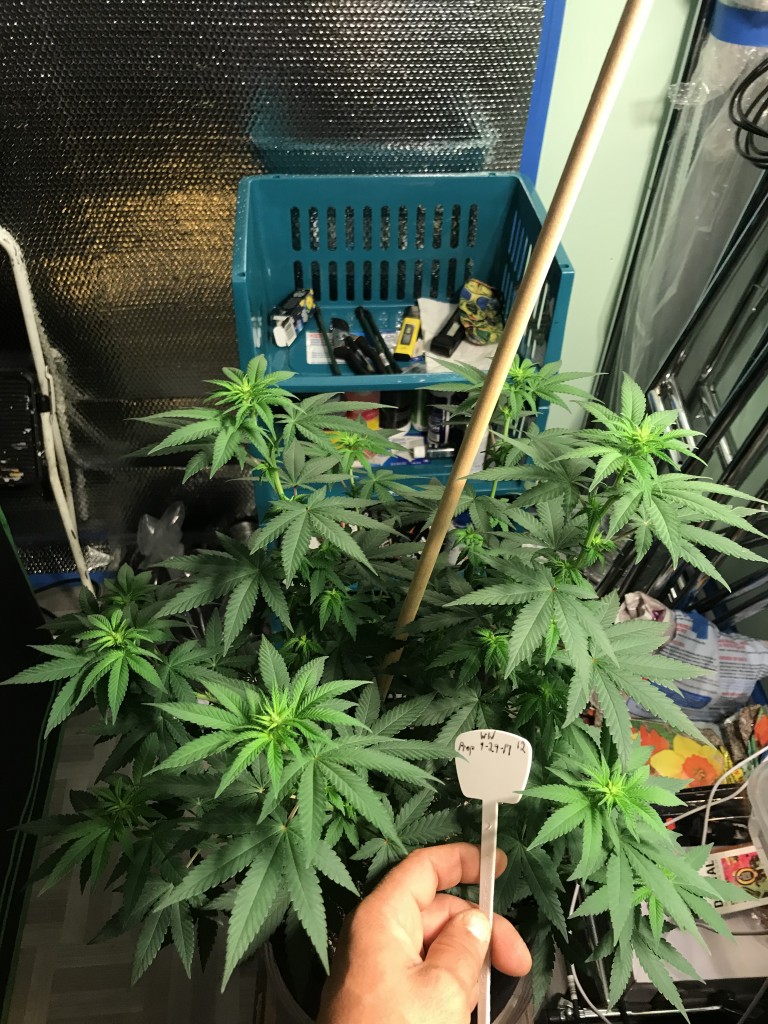 Selfies and lower pruning 8 days into Flower