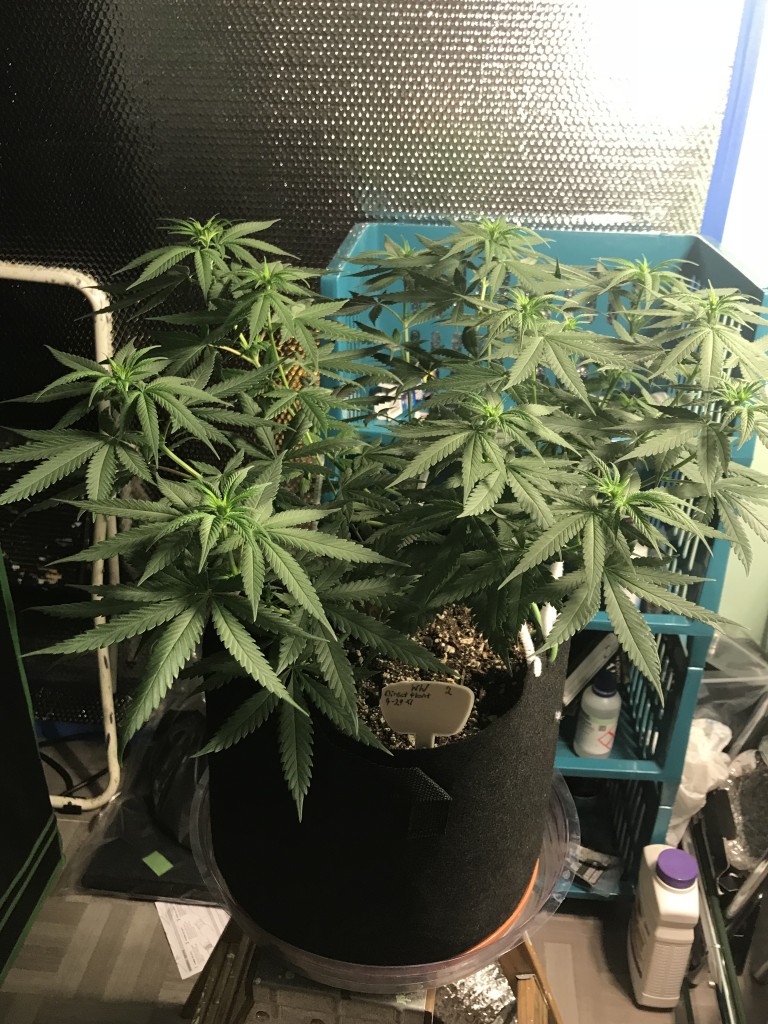 Selfies and lower pruning 8 days into Flower