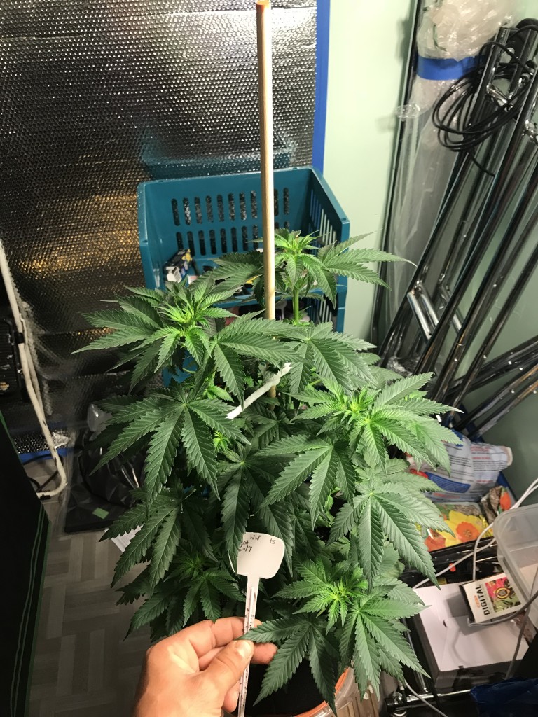 Selfies and lower pruning 8 days into Flower