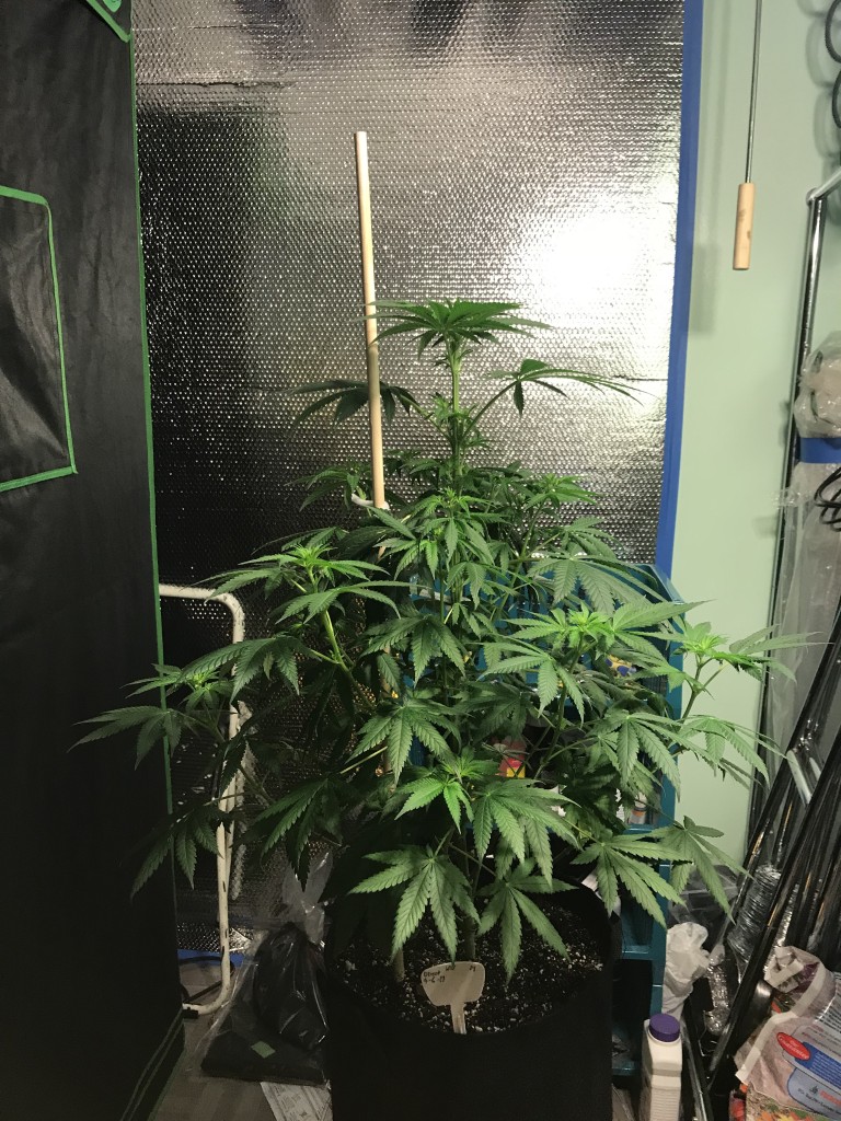 Selfies and lower pruning 8 days into Flower