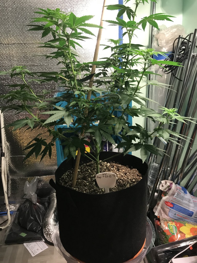 Selfies and lower pruning 8 days into Flower