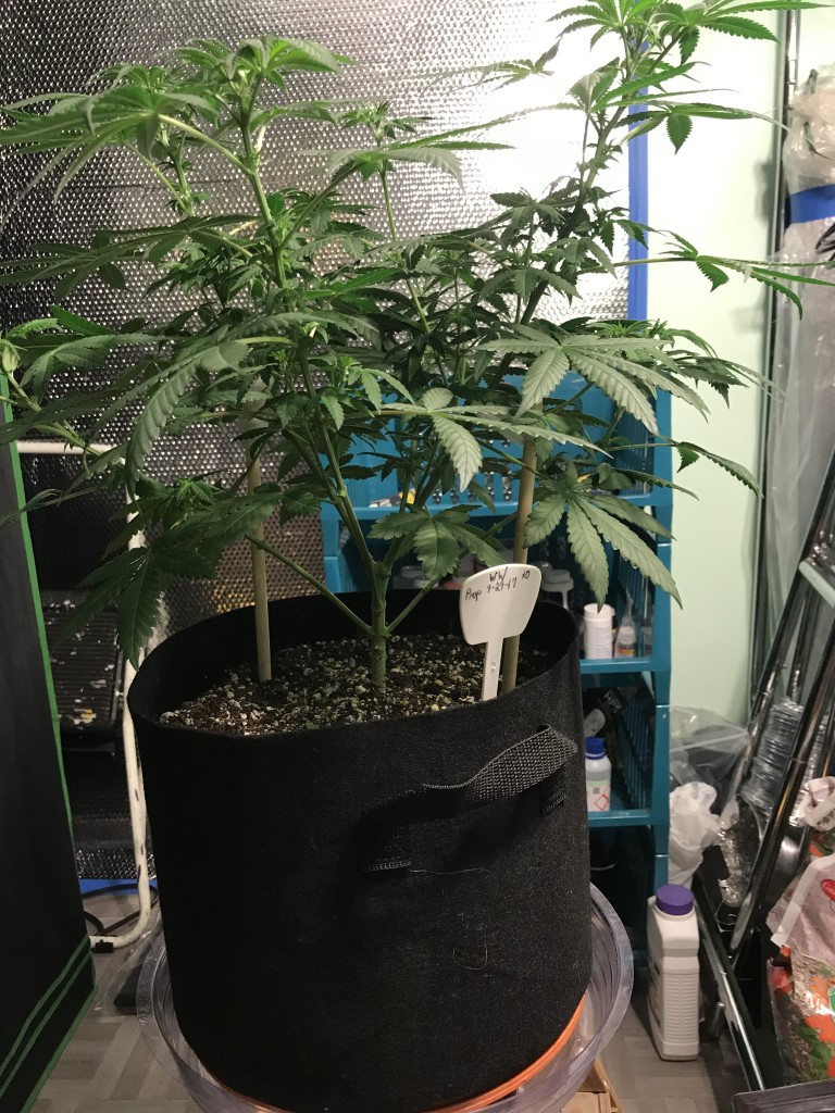 Selfies and lower pruning 8 days into Flower