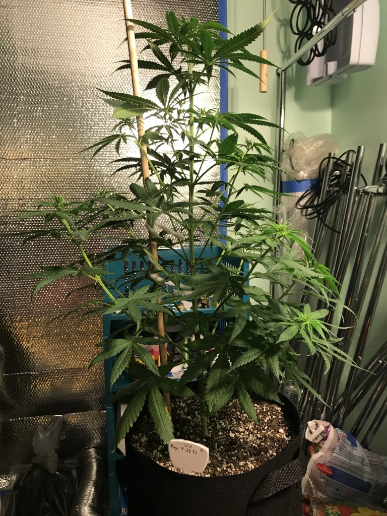 Selfies and lower pruning 8 days into Flower