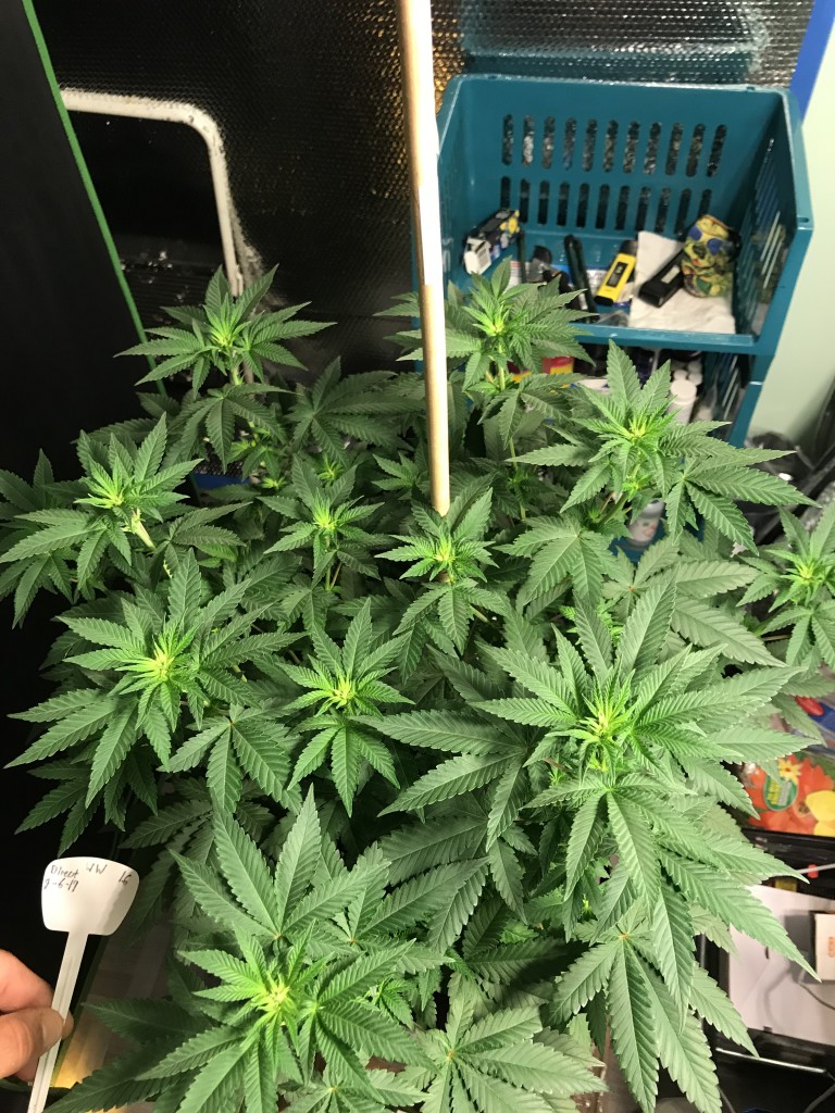 Selfies and lower pruning 8 days into Flower