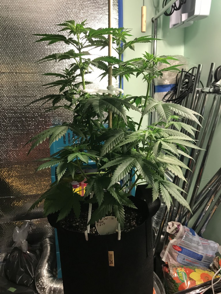 Selfies and lower pruning 8 days into Flower