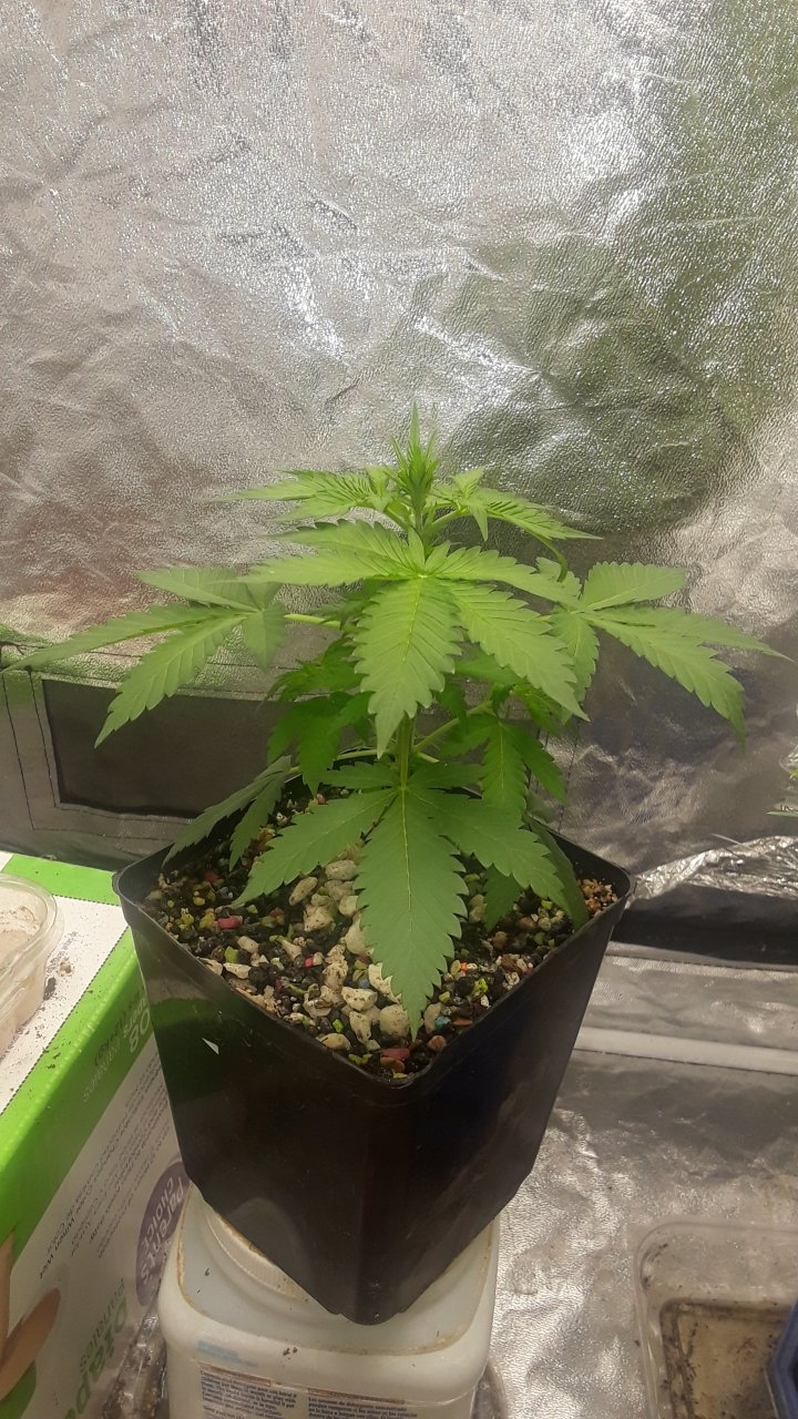 Sensi NL x GG#4