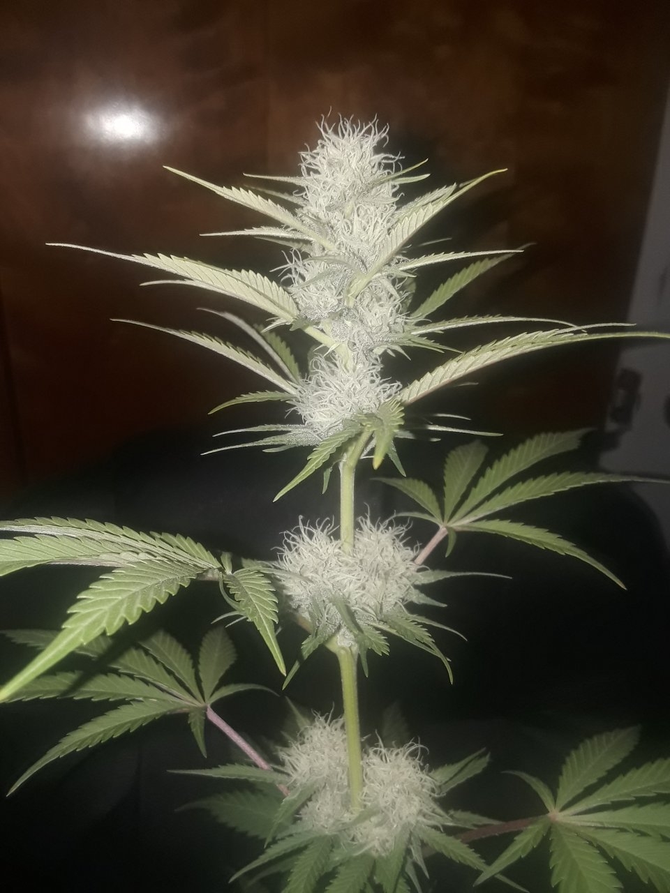 Sensi NL x GG#4