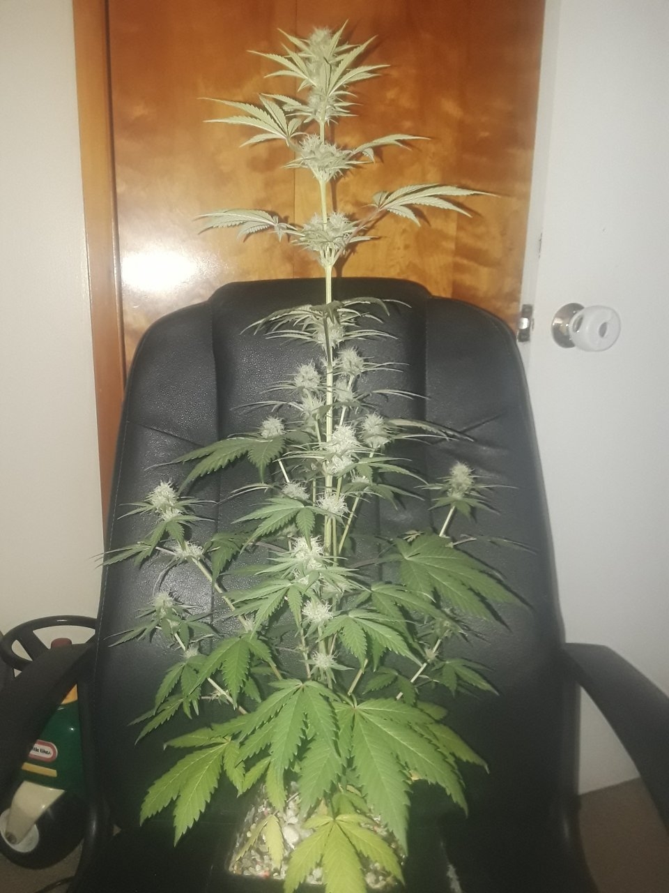 Sensi NL x GG#4