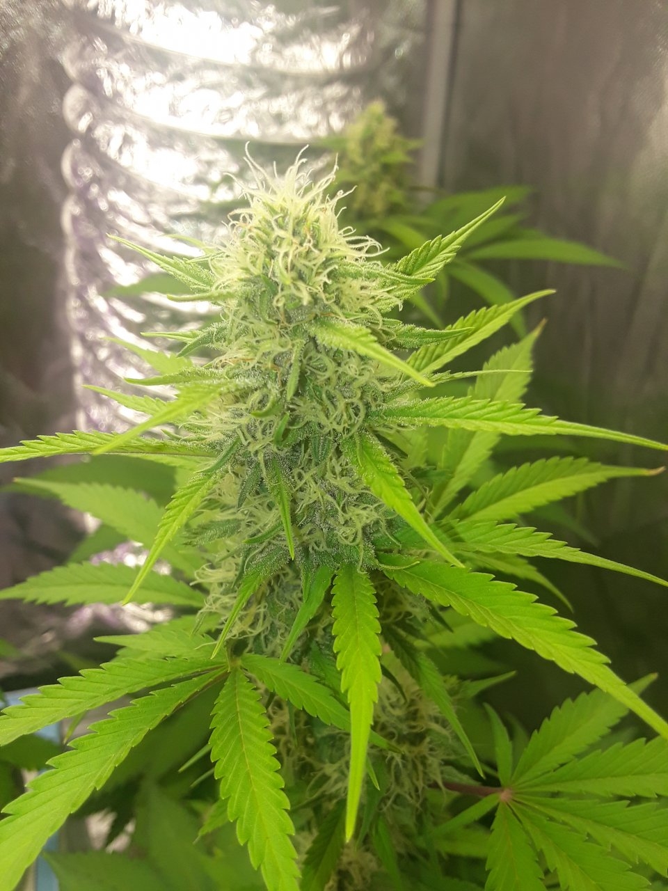 Sensi NL x GG#4