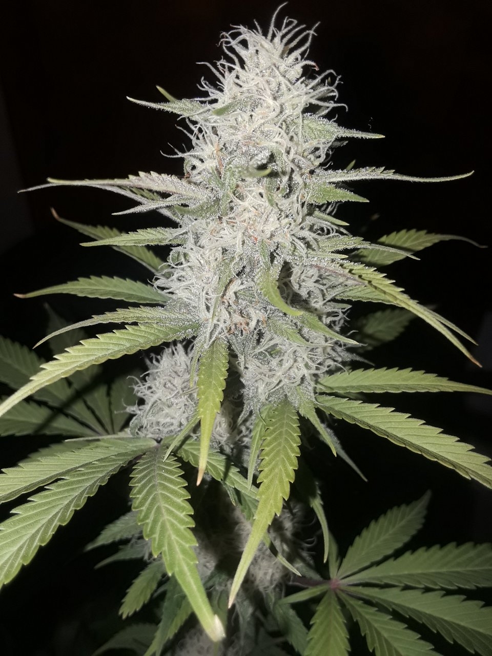 Sensi NL x GG#4