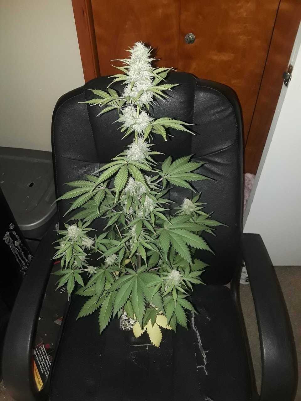 Sensi NL x GG#4