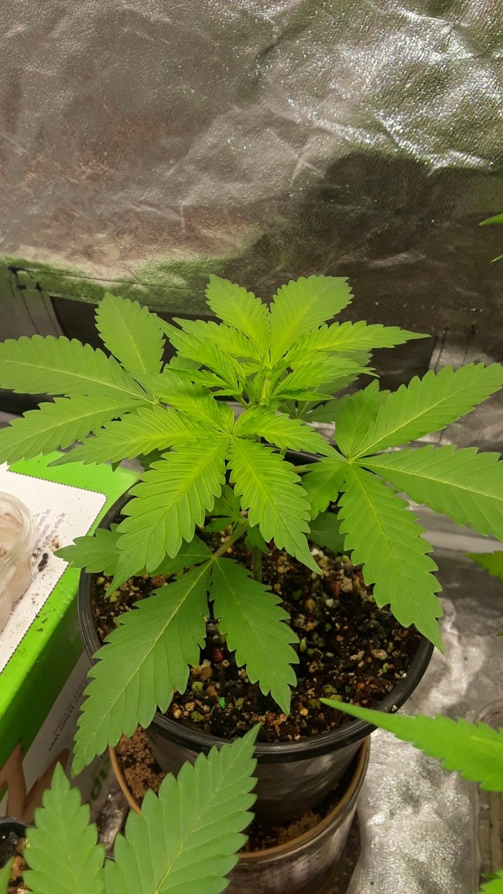 Sensi NL x Nirvana NL IBL