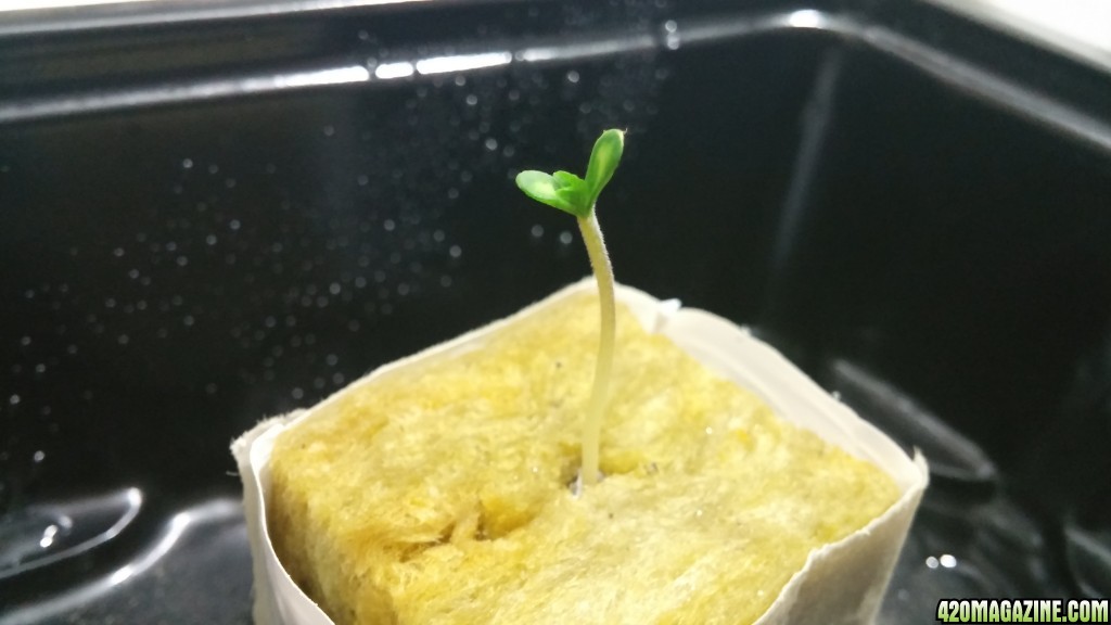 Sensi Skunk Seedling