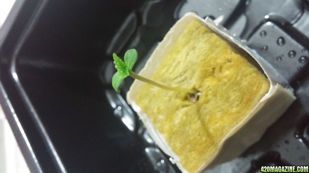 Sensi Skunk Seedling