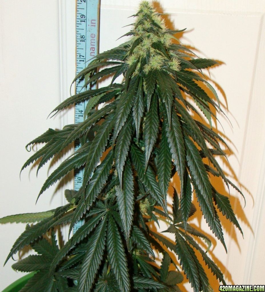 Sensi Star day 24