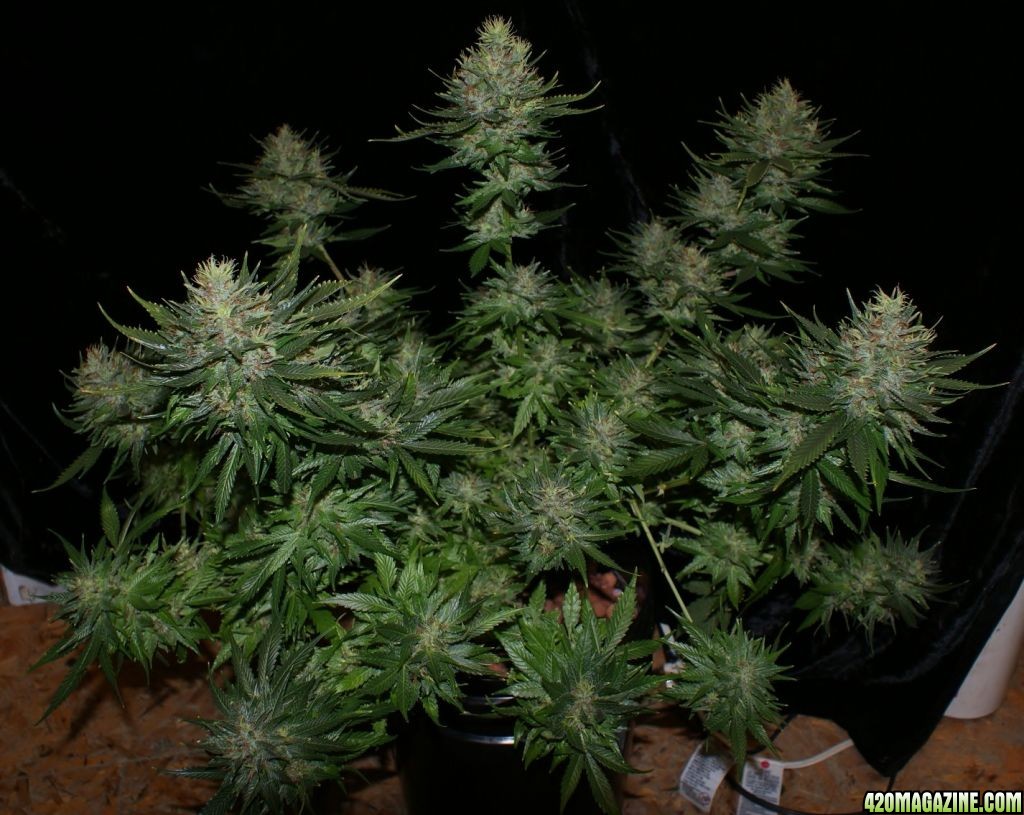 sensistar1_day_60_flower