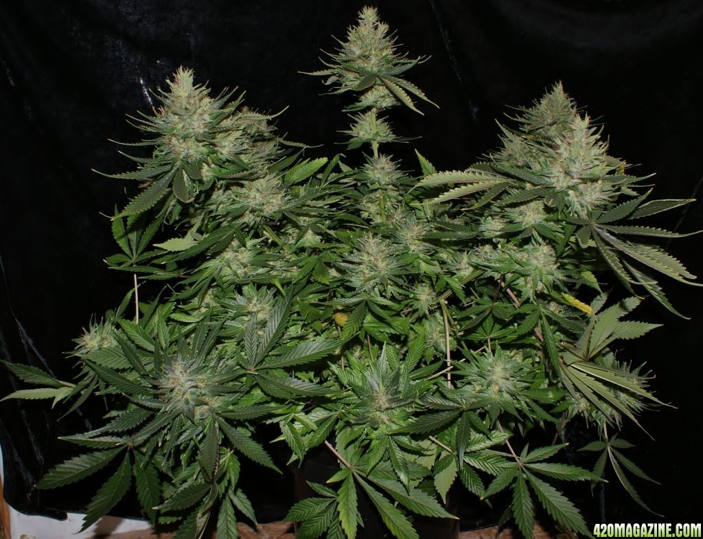 sensistar_day_60_flower