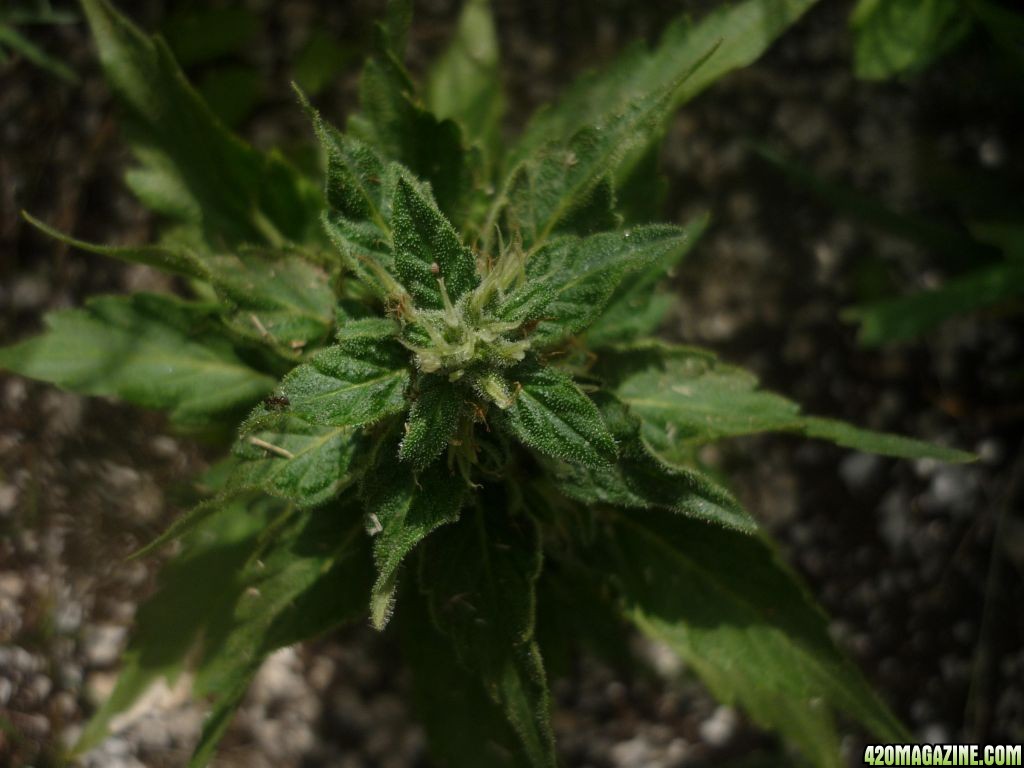 Sept_19th_Baby_Clone_Close_Up