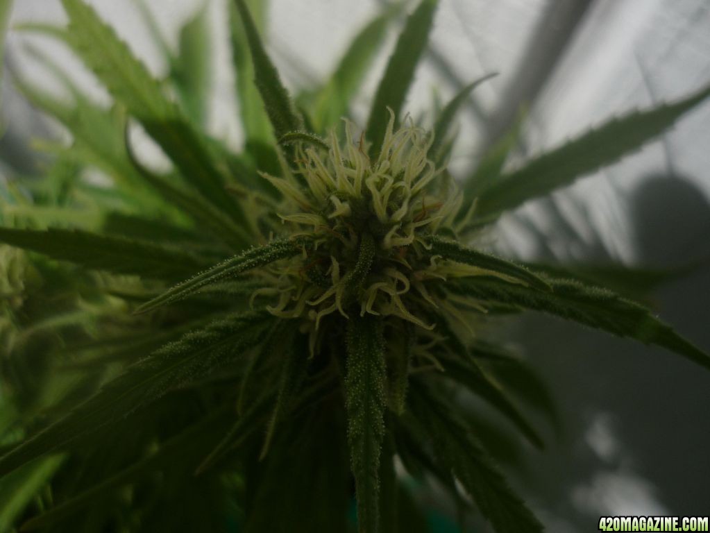 Sept_19th_Big_Plant_Close_Up1