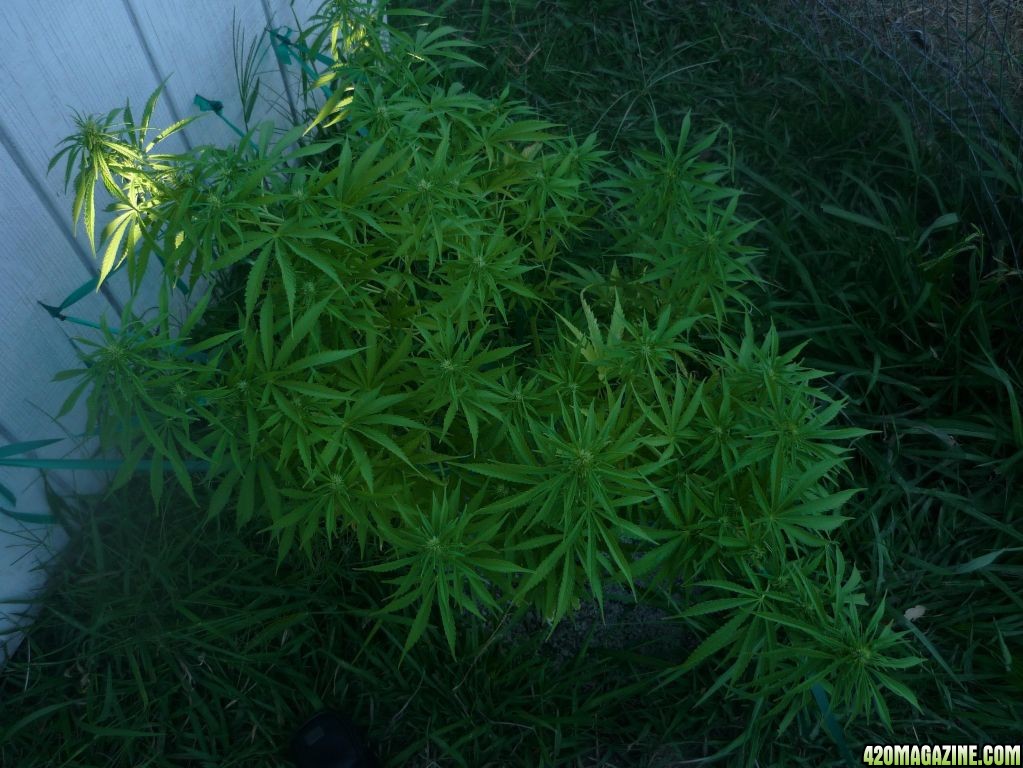 Sept_1st_Big_Plant