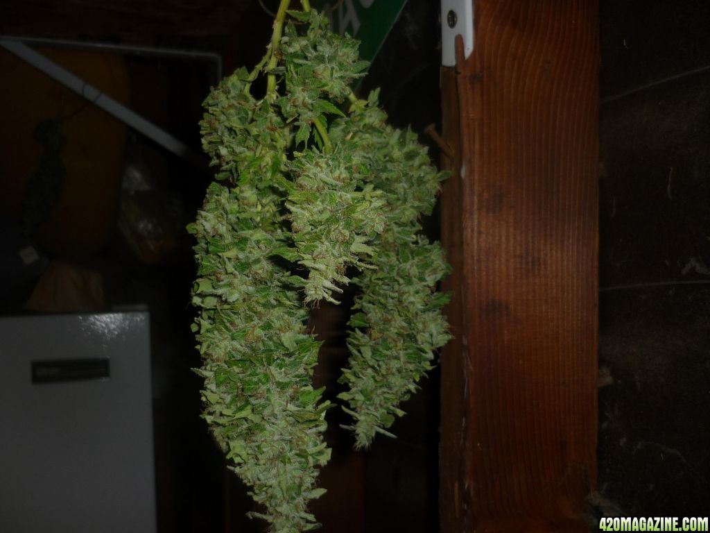 Sept_26th_Taller_Clone_Full_Plant