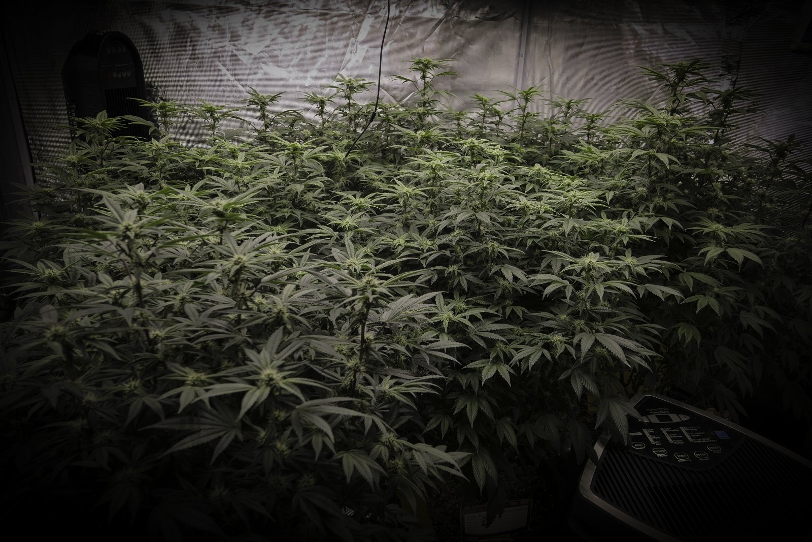 September 13th end of week 4 flowering Pic 1.jpg