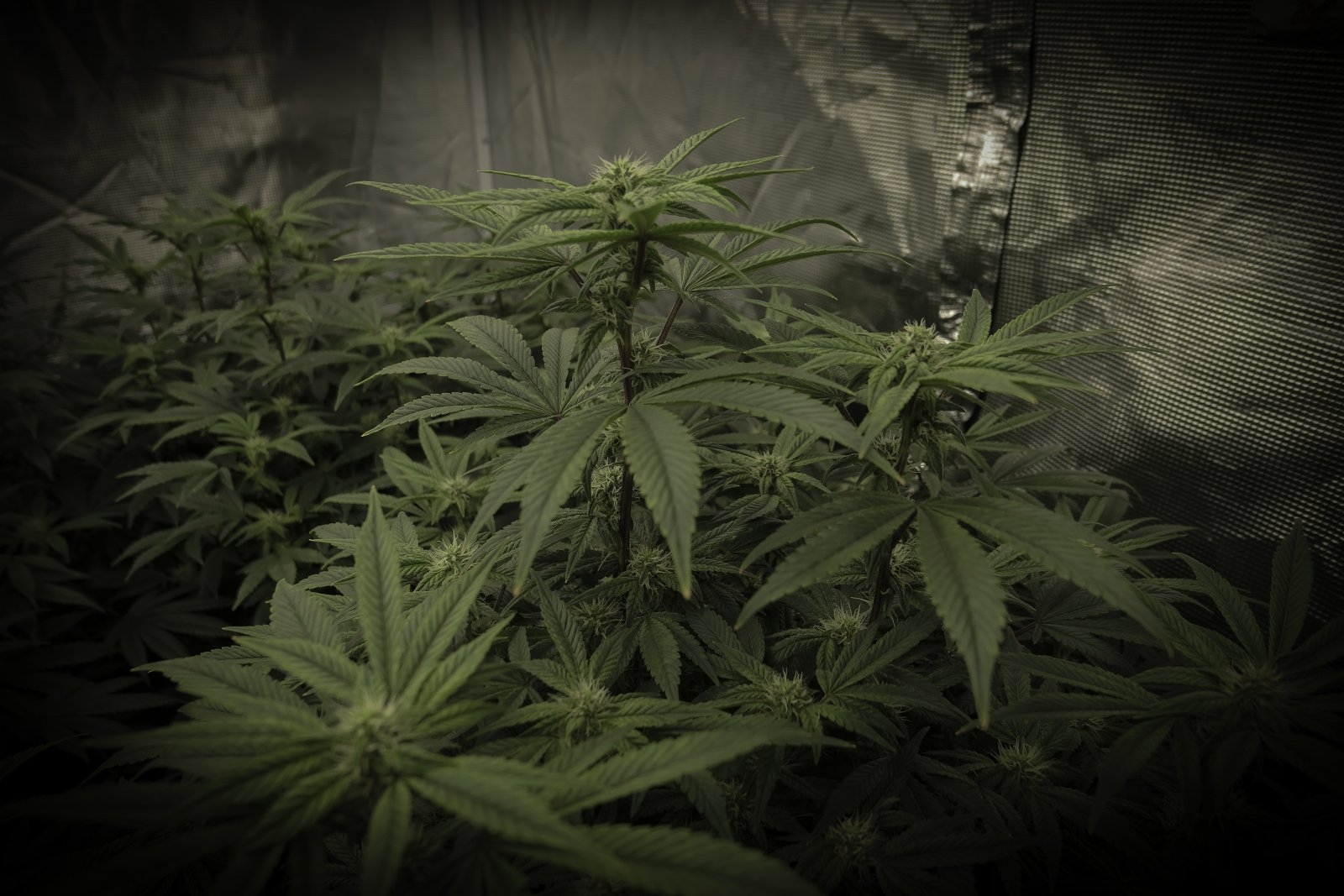 September 13th end of week 4 flowering Pic 2.jpg