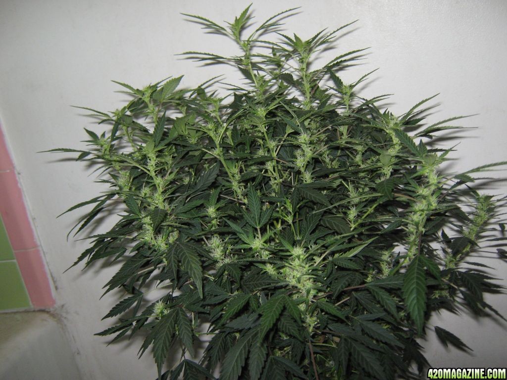 Serious Seed's White Russian