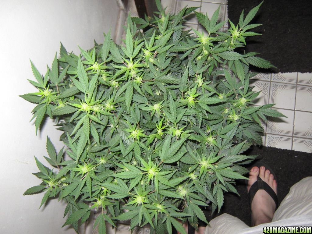 Serious Seed's White Russian