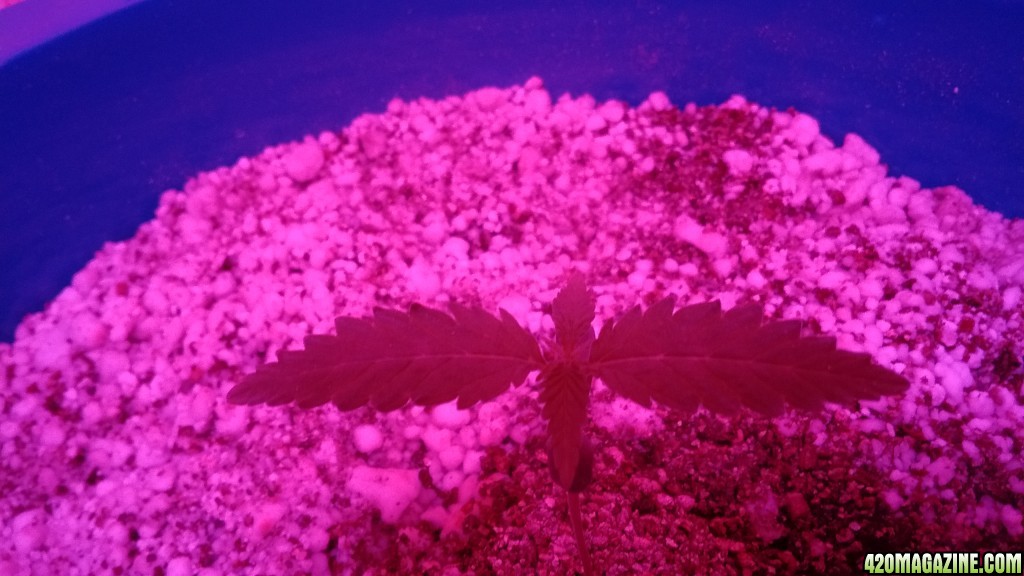 Sex Bud Seedling