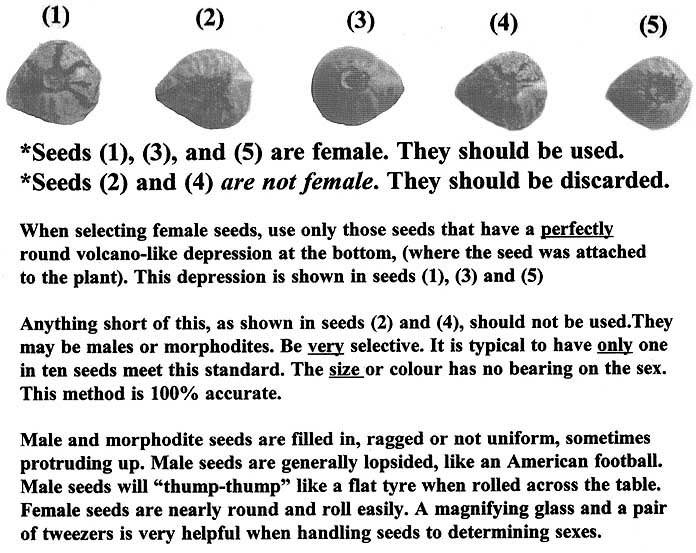 Sexing-cannabis-seeds-chart.jpg