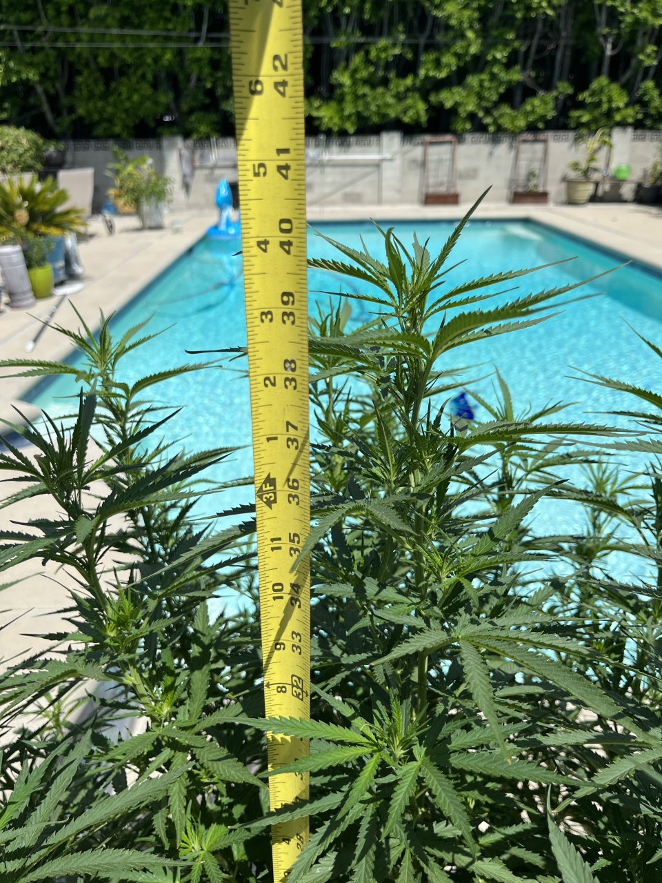 SFV Gorilla OG 7.22.23 height 39