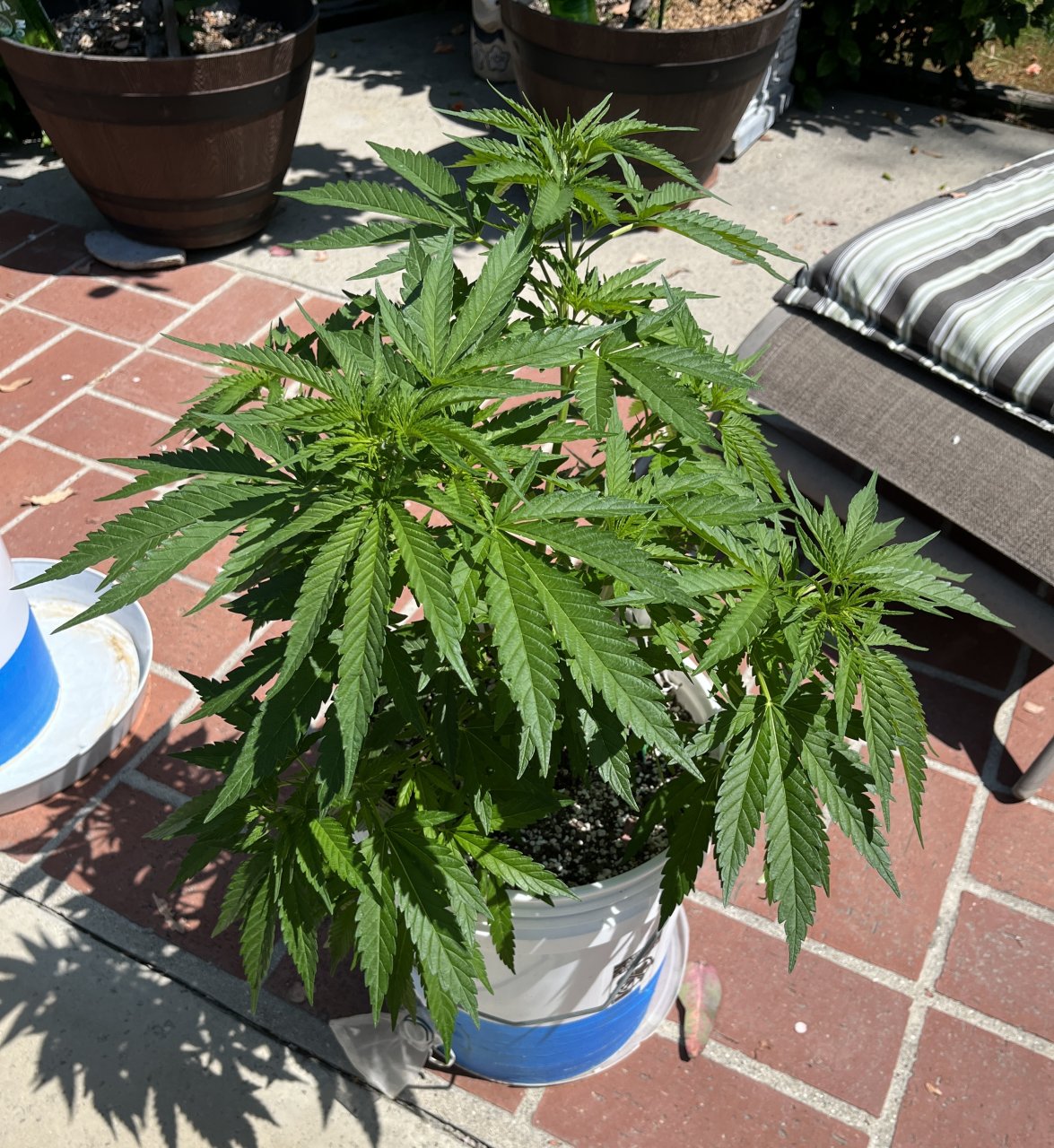 SFV OG 6.18.23