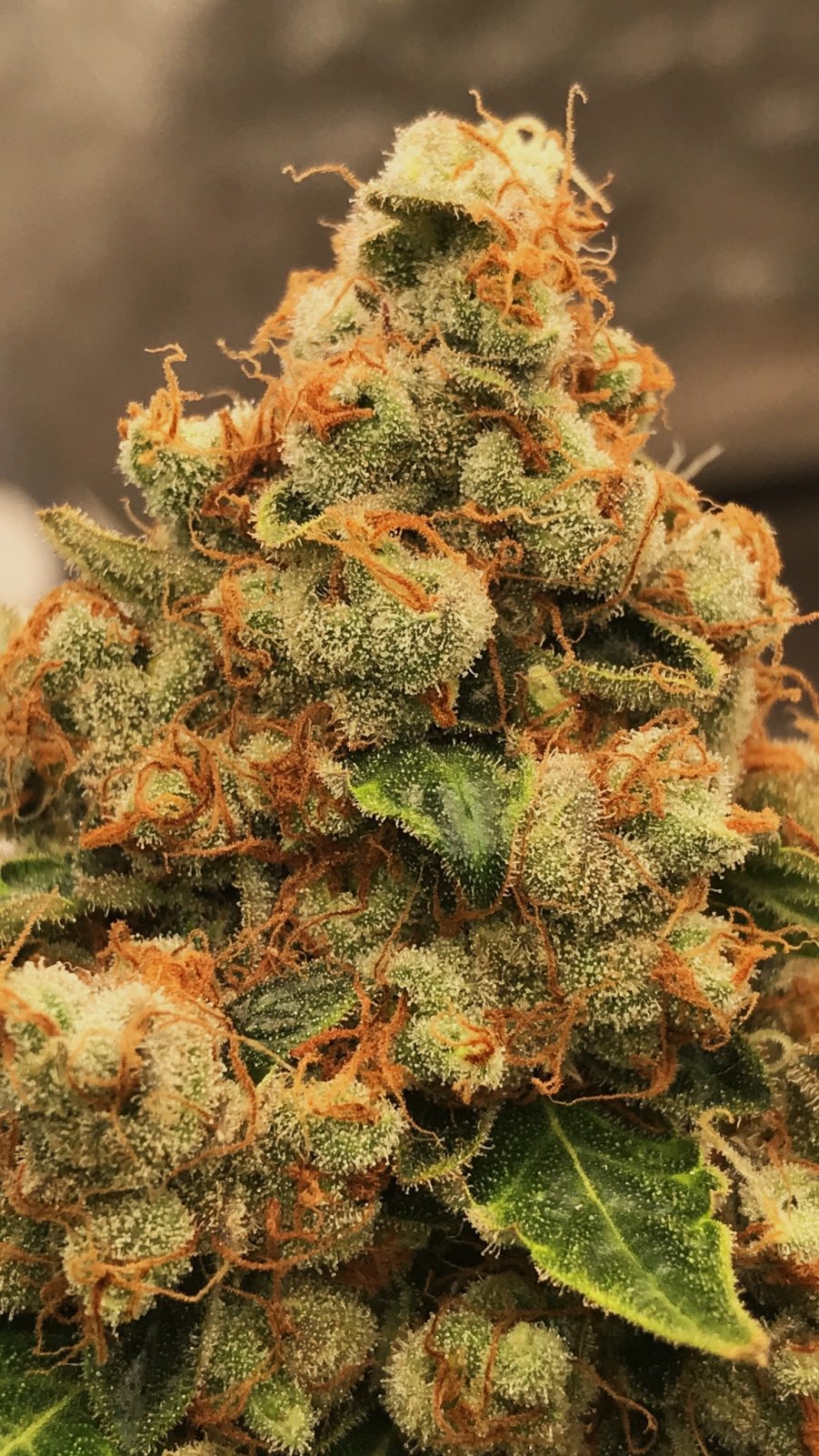 SG 12-2-23 bud .JPG